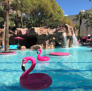 Flamingo Go Pool